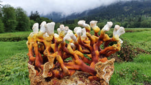 Load image into Gallery viewer, Antler Reishi Mushroom Grow-at-Home Kit
