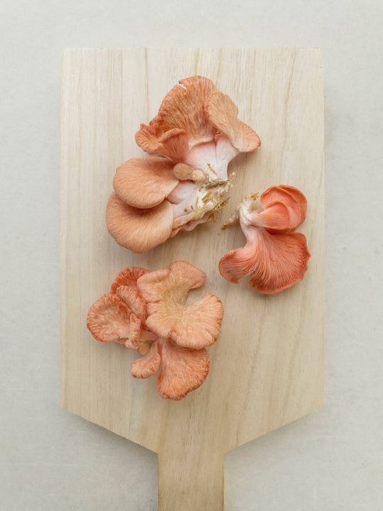 Pink Oyster Mushroom Grow-at-Home Kit, alternate view