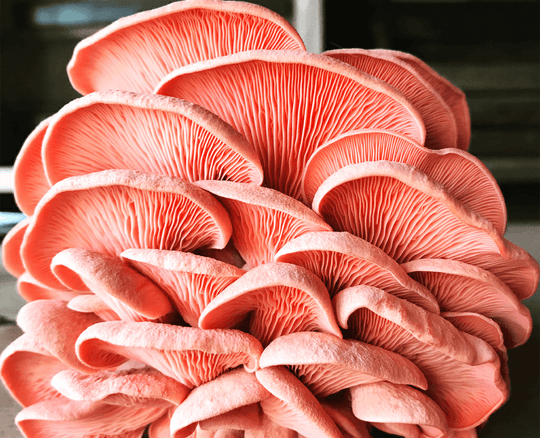 Pink Oyster Mushroom Grow-at-Home Kit, alternate view