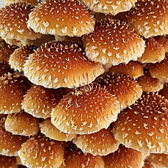 Chestnut Mushroom Grow-at-Home Kit, alternate view