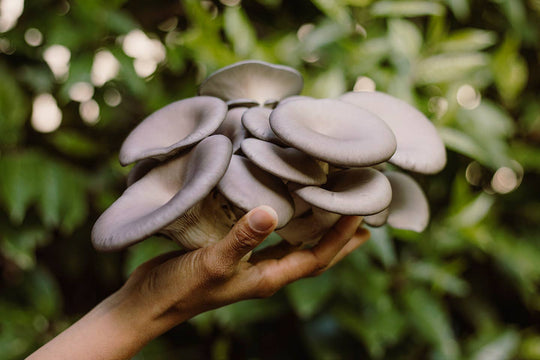 Blue Oyster Mushroom Grow-at-Home Kit, alternate view