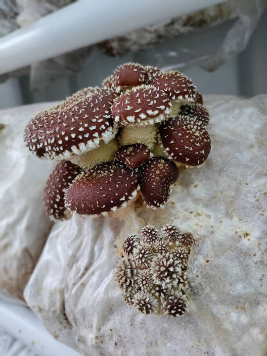 Chestnut Mushroom Grow-at-Home Kit, alternate view