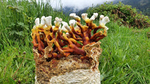 Load image into Gallery viewer, Antler Reishi Mushroom Grow-at-Home Kit
