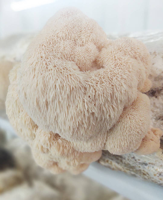 Lion's Mane Mushroom Grow-at-Home Kit, alternate view