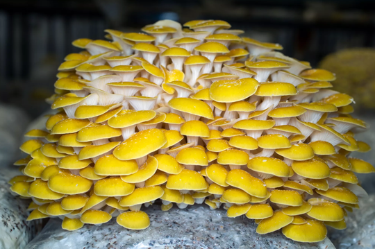 Golden Oyster Mushroom Grow-at-Home Kit, alternate view