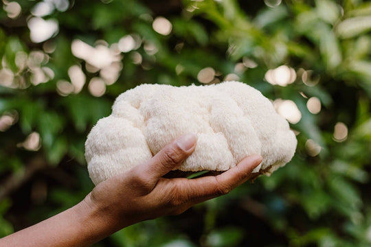 Lion's Mane Mushroom Grow-at-Home Kit, alternate view