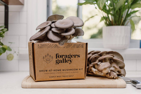 Blue Oyster Mushroom Grow-at-Home Kit, alternate view
