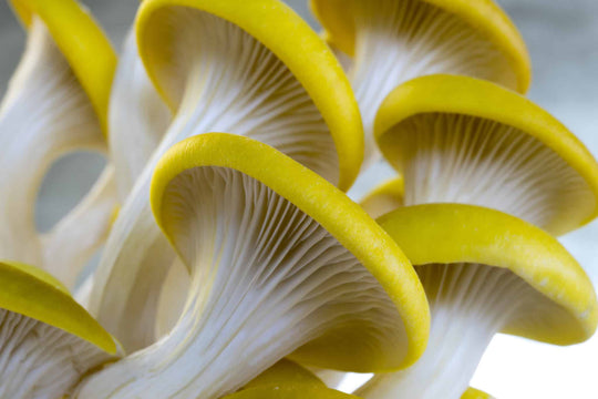 Golden Oyster Mushroom Grow-at-Home Kit, alternate view