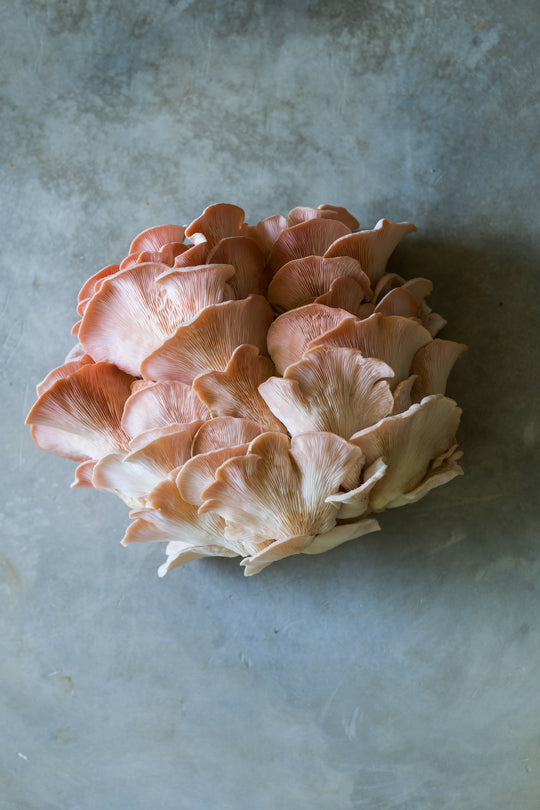 Pink Oyster Mushroom Grow-at-Home Kit, alternate view