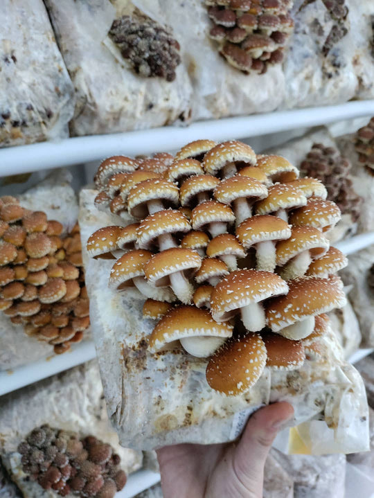 Chestnut Mushroom Grow-at-Home Kit, alternate view