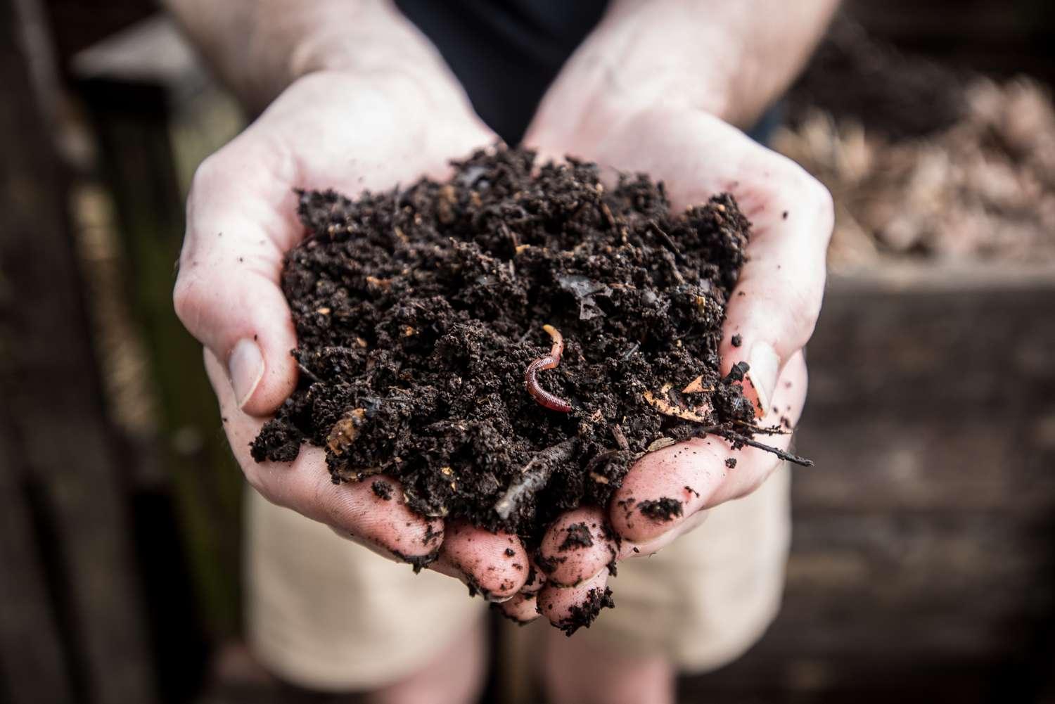 Hands holding dark compost soil with a visible earthworm, outdoors gardening setting
