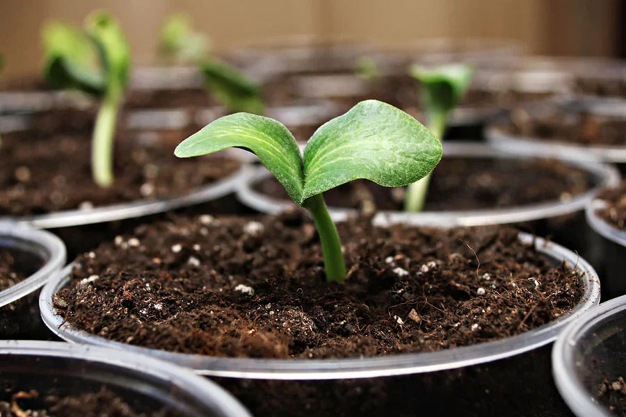Close-up of young seedling sprouting in seed starting soil mix in multiple small plastic pots
