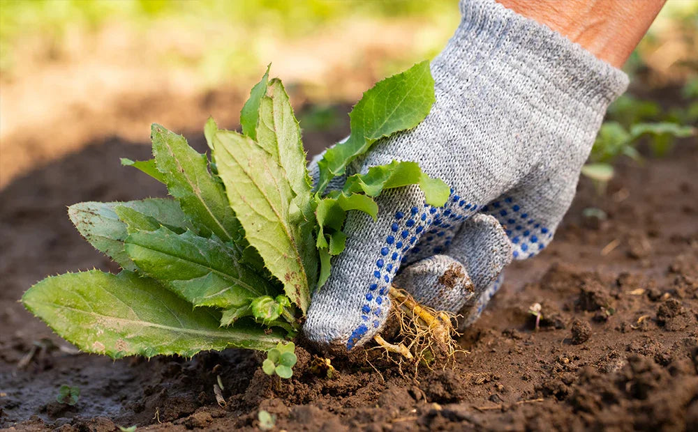 Hand in gray gardening glove pulling weeds with roots from soil in a garden