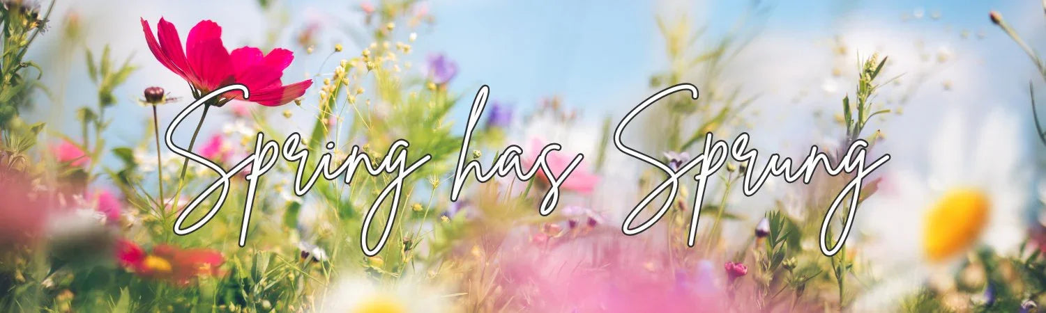 Spring wildflowers in a sunny meadow with text 'Spring has Sprung' in cursive font