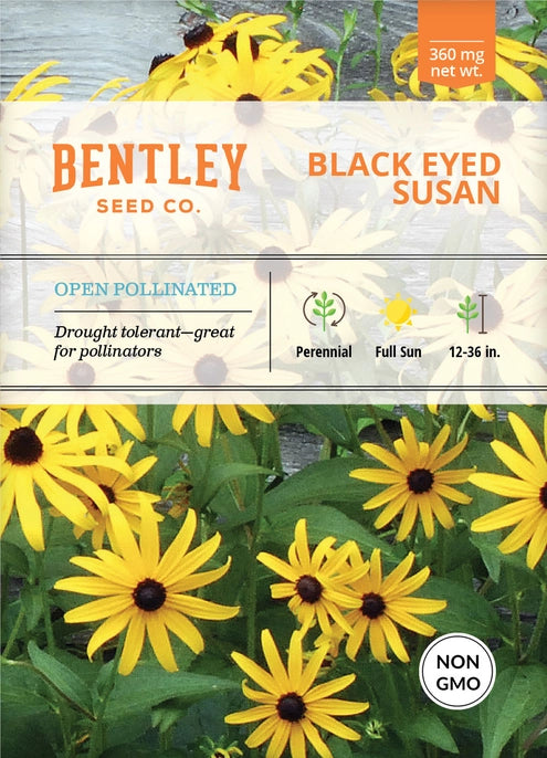 Black Eyed Susan-Rudbeckia Hirta