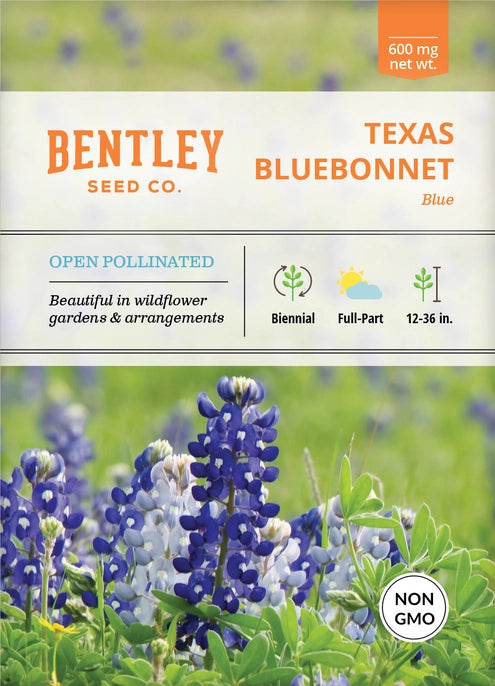 Texas Bluebonnet-Lupinus Texensis