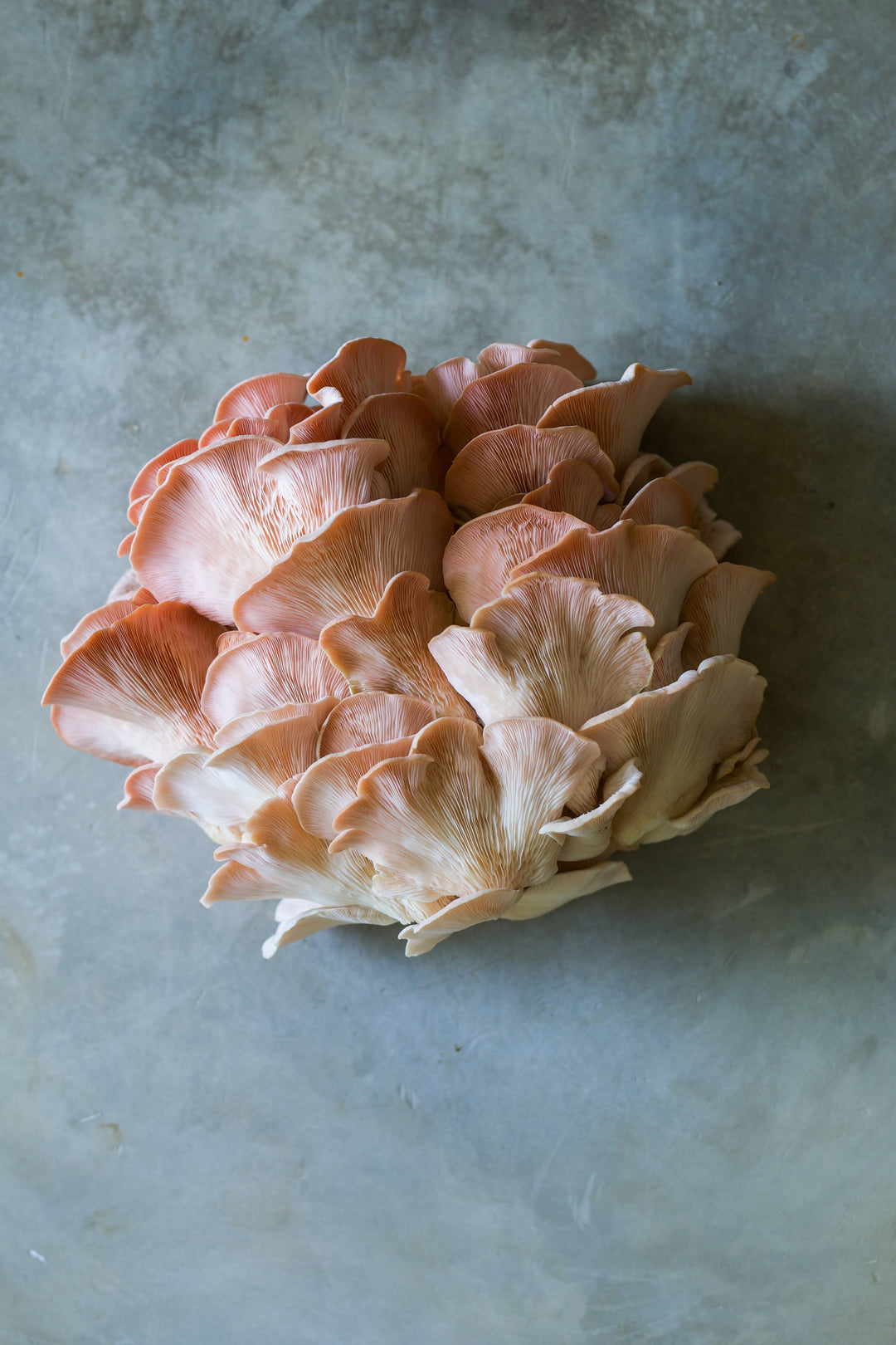 Pink Oyster Mushroom Grow-at-Home Kit